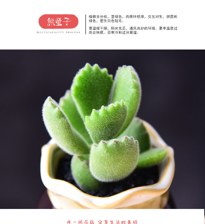 熊童子多肉植物组合批发肉嘟嘟肉肉室内植物景天科绿植阳台小盆栽