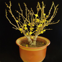 Chinese plum with bud Plain heart plum old pile sapling Red plum bonsai Winter hardy plants Indoor and outdoor flower potted plants