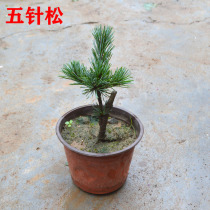 Authentic Japanese five-needle pine seedlings Five-needle pine Bonsai seedlings Five-needle pine seedlings Osaka Pine Bonsai seedlings
