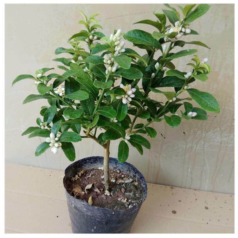 Potted perfume lemon Miao lemon tree lemon tree Miao yellow perfume lemon Yukli lemon Four Seasons results Miao