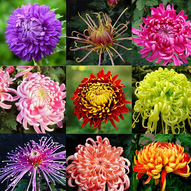 European millet chrysanthemum cold-resistant winter chrysanthemum flower seedling garden plant potted flower female chrysanthemum thousand head chrysanthemum seedling