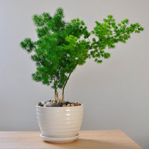 Penglai pine indoor potted zodiac monkey Living room lucky small bonsai flowers desktop four seasons evergreen money tree plants