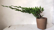 Welcome pine shape sapling ground cypress bonsai potted material seedlings Garden indoor flowers and plants Cliff pine Linshui pine