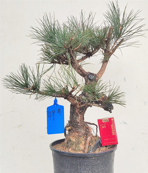 Dwarf pa black pine old pile potted shape Tigan black pine bonsai burst skin shape Welcome pine physical object