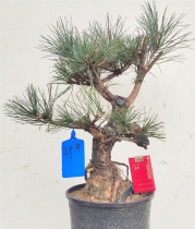 Dwarf pa black pine old pile potted shape Tigan black pine bonsai burst skin shape Welcome pine physical object