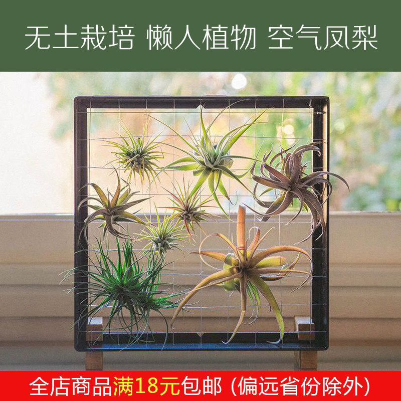 Soilless cultivation air pineapple strange flowers lazy plants indoor purification air rain forest tank empty phoenix