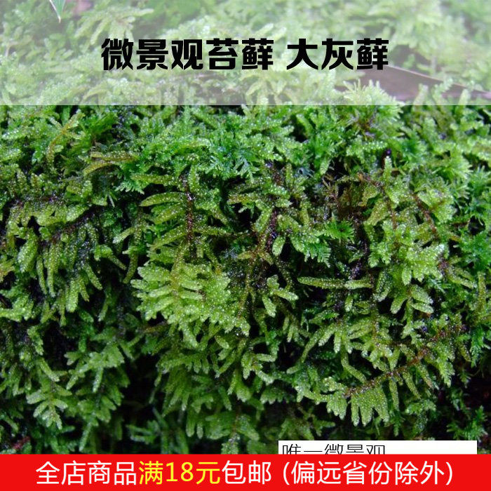 Large Grey Moss DIY Moss Microscape Eco Bottle Creative Potted Bonsai Tank Moss Balls Fresh Toss