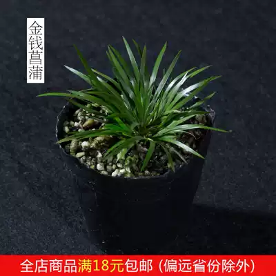 Money calamus leaflet Calamus calamus potted plant material miniature bonsai room tea table clear for literati grass