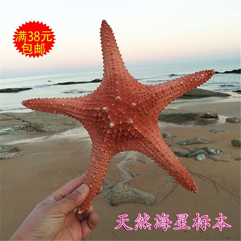 Natural supermassive sea star specimen shell sea snail decoration hanging decoration Mediterranean home collection Swing pieces Filming Props