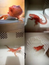Mane lizard lizard infant body living pet entry-level climbing darling Miao Citrus Red Ensemble Ultra White Zero bag live Winshun