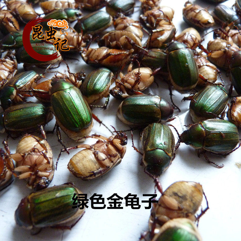 Green Golden Tortoise Insect Blind to Eat Insects Fresh Frozen Transport Edible Insect Notes-Taobao