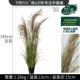 5 Top Natural Creed Green Onion и Grass Bonsai 145 см.