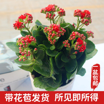 Home accessories flower viewing green plant flower potted four seasons flowering Longevity flower double petal Longevity flower