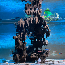 Hollow sunken wood cave tree stump boutique fish tank ecological decorative ornaments special-shaped fish and shrimp wooden shelter nest