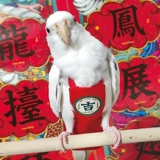 Подгузник попугай Трехмерный фиксированный плечевой ремешок Регулируемая большая способность дерьмовая одежда черная кожа Phoenix Peony Tiger