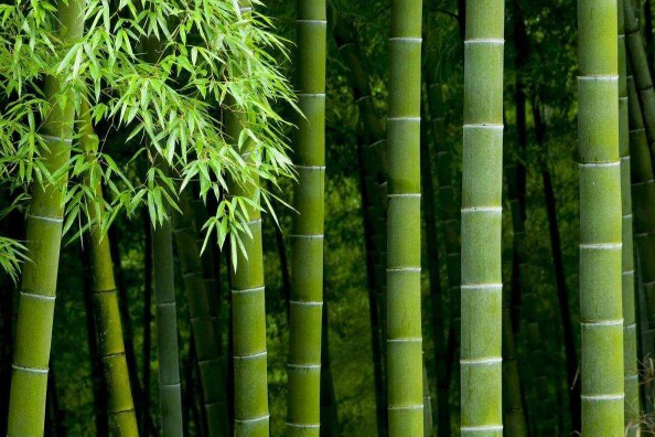 川达竹艺