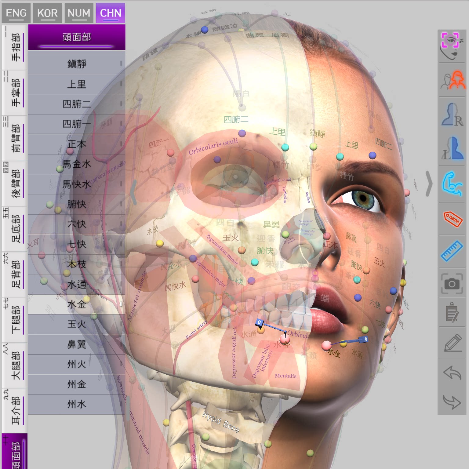 iOS+Mac版董氏奇穴正经奇穴穴位精解3D模型人体穴位图解学习软件
