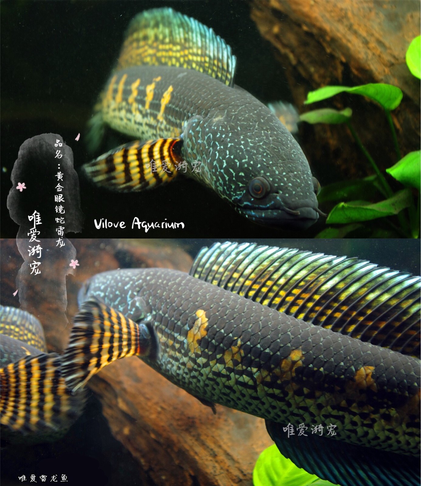 Gold cobra Electric dragon Electric dragon snake head fish Snakehead Tropical fish Ornamental fish Healthy and stable water fish