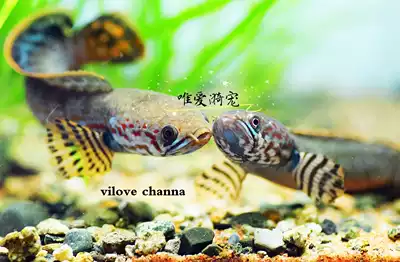 Colorful dian long dian long electric arowana she tou yu snakehead fish aquarium fish