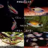 One eyebrow Taoist dark shadow Taoist group swim Ornamental fish Tropical fish King of grass tank Traffic light fish professional package damage