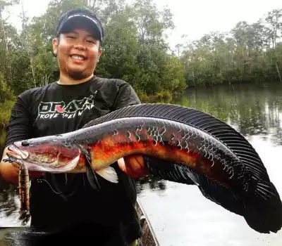 Black Devil Electric Dragon Fish Black Demon God Big Tropical Ornamental Fish