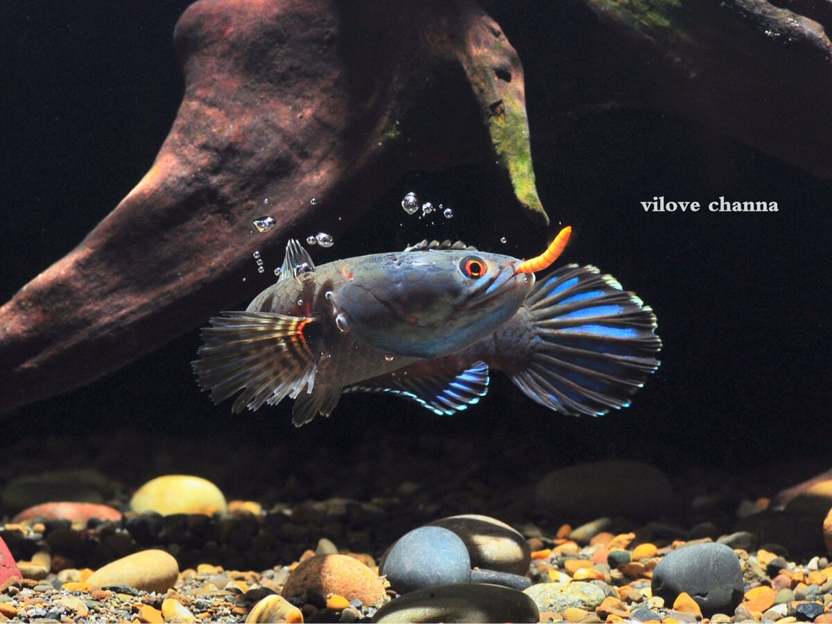 Blue Moon Reilong Reilong Railong Snake - headed Tropical Fish Watching Fish