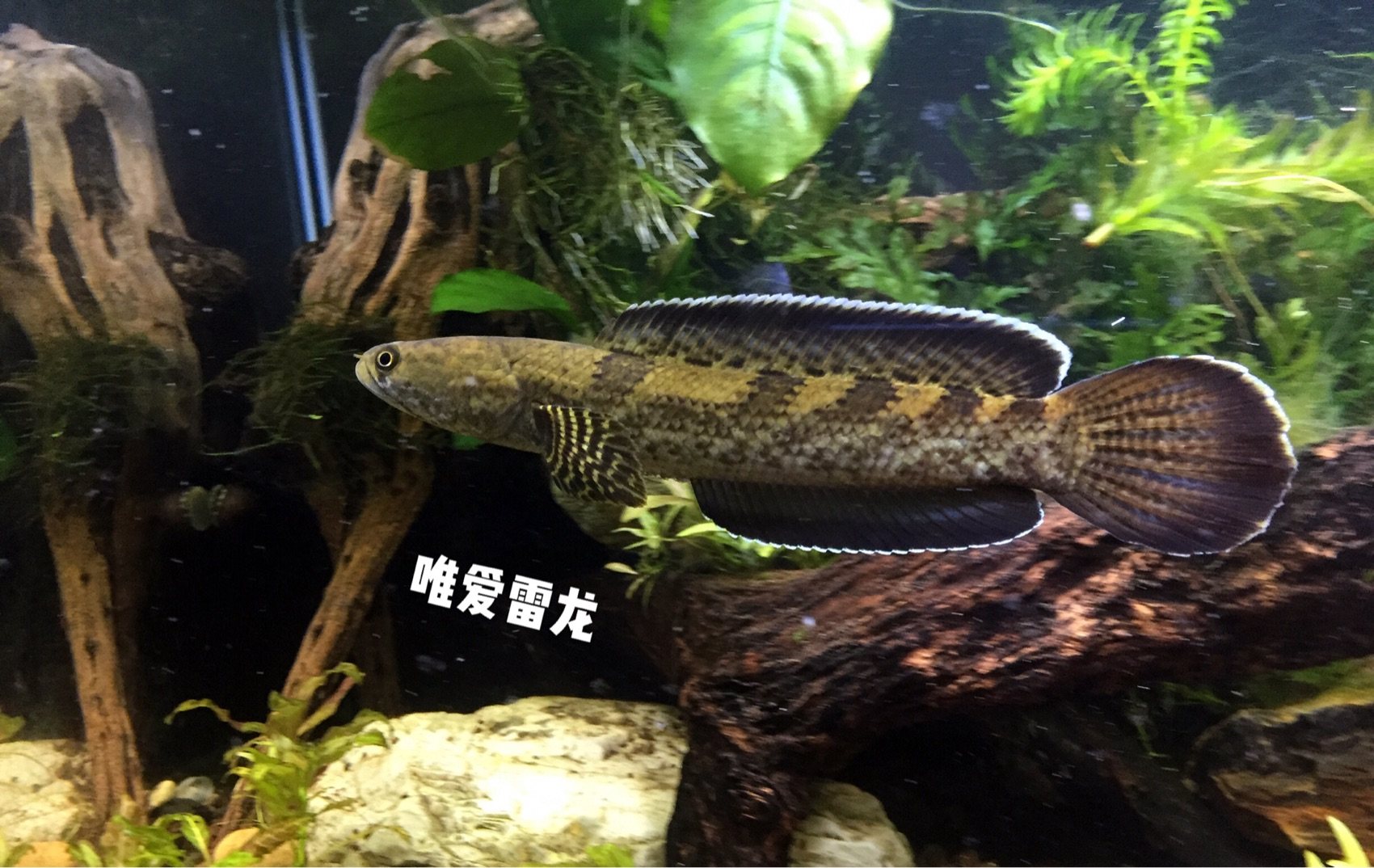 Cobalt Blue Electric Dragon Five Spotted Electric Dragon Rare Electric Dragon Fish Snake Head Fish Fillet Tropical Fish Ornamental Fish