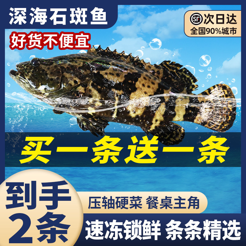 鲜活石斑鱼家族大赏!老虎斑、龙胆斑、珍珠斑、龙趸斑海鲜测评+吃法全攻略-斑鱼-淘宝好物网