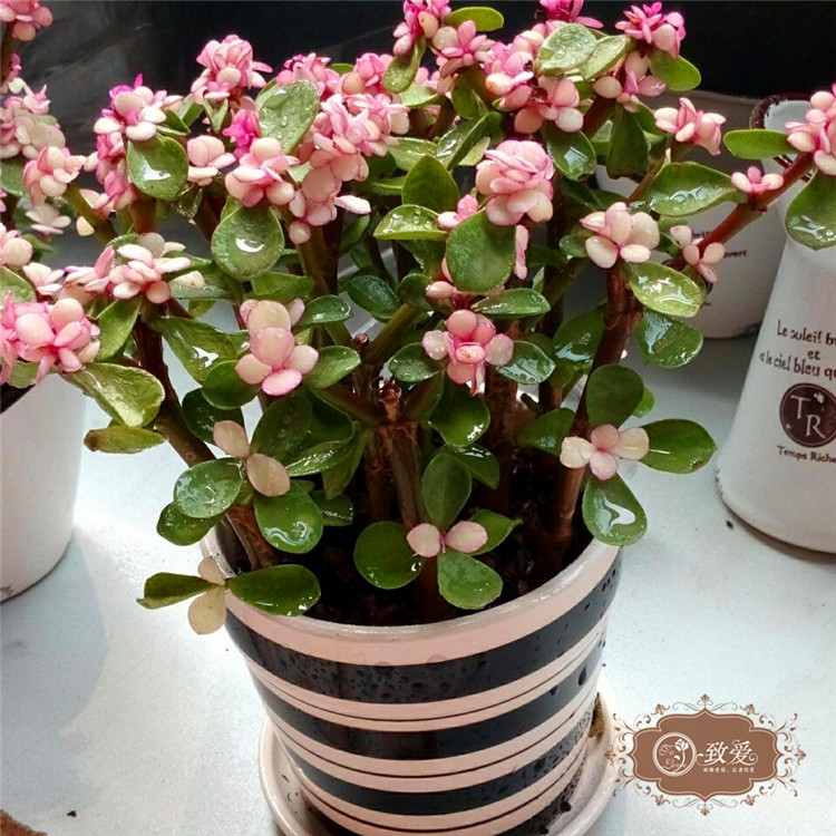 特价桌面盆栽情人鲜花多肉植物金枝玉叶净化空气防辐射植物多肉 超优惠 植物 金枝玉叶 盆栽 防辐射 鲜花途虎网 特价桌面盆栽情人鲜花多肉植物金枝玉叶净化空气防辐射植物多肉 超优惠 植物 金枝玉叶 盆栽 防辐射 鲜花途虎网