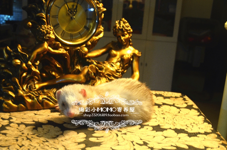 Angoru Pet Mink With 1 Ferret Cage New Hand Ferret Mix to Buy Special Price Supplies Gift Bags