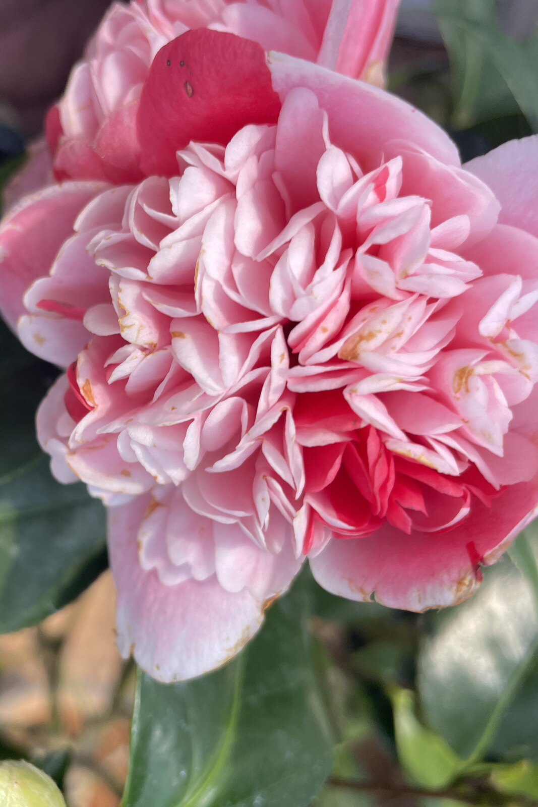 永福花乡玉霖花卉