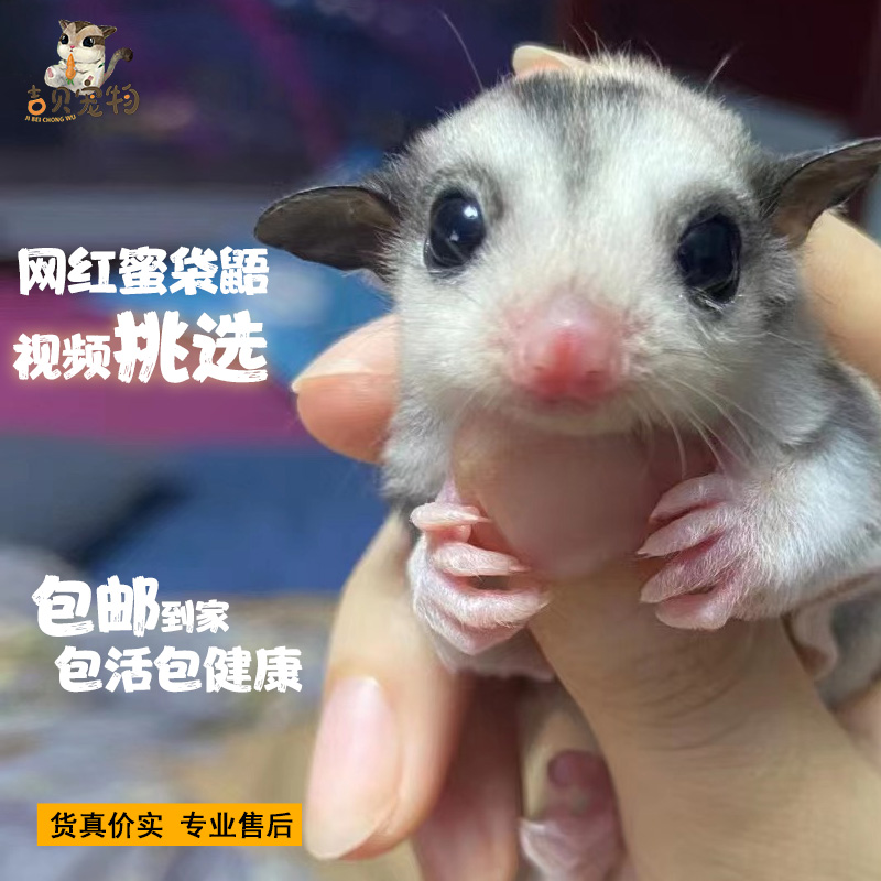 Net red honey bag glider pet live Australian honey quoll small flying squirrel cub baby primary color white face honey kangaroo live