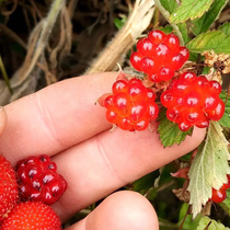 Wild raspberry fresh and fresh red plum three soak thatberry root snake soak Bob Chinese herbal medicine 500g