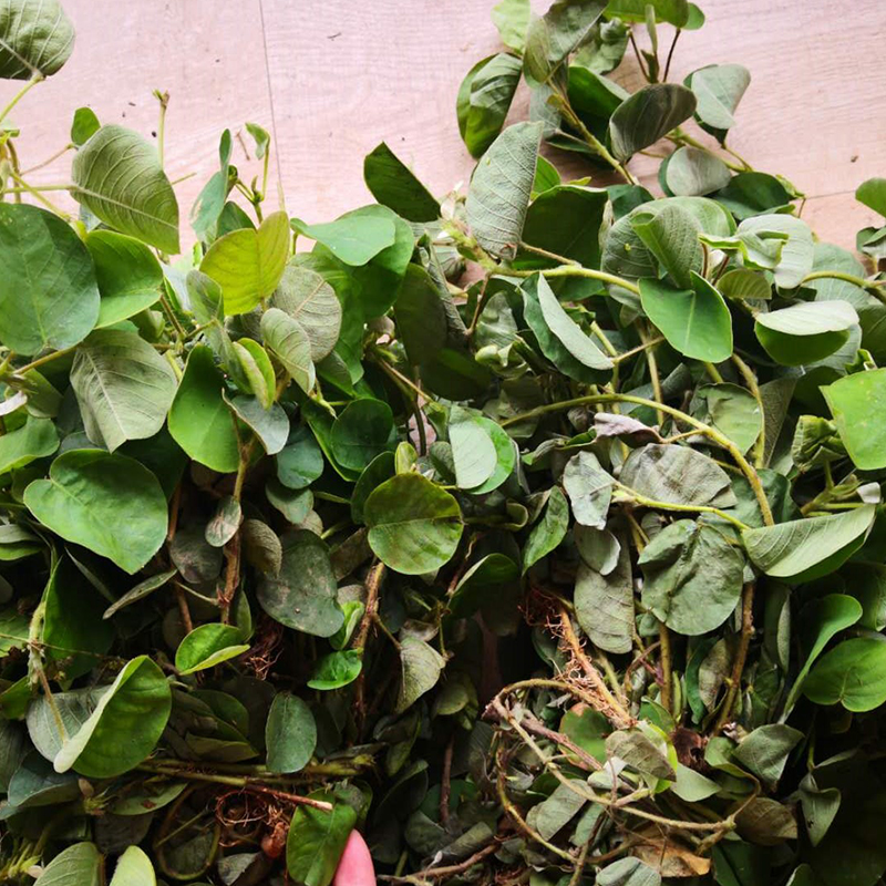 Deep Mountain Fresh Gold Money Grass Great Leaves Money Cheeses Wide Money Landing Money Chinese Herbal Medicine Dissolving Stones 500g