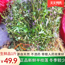 Deep mountain fresh Scutellaria Barbata grass Chaoshan Square branch Chinese herbal medicine 500g dry also sold