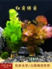Товары от 好彩水族龟