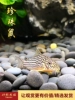 Товары от 好彩水族龟