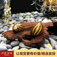 [Haocai] Zebra Snail Tank Инструмент улитка Просмотр ПЭТ -водоросли Удаление улитки улитка