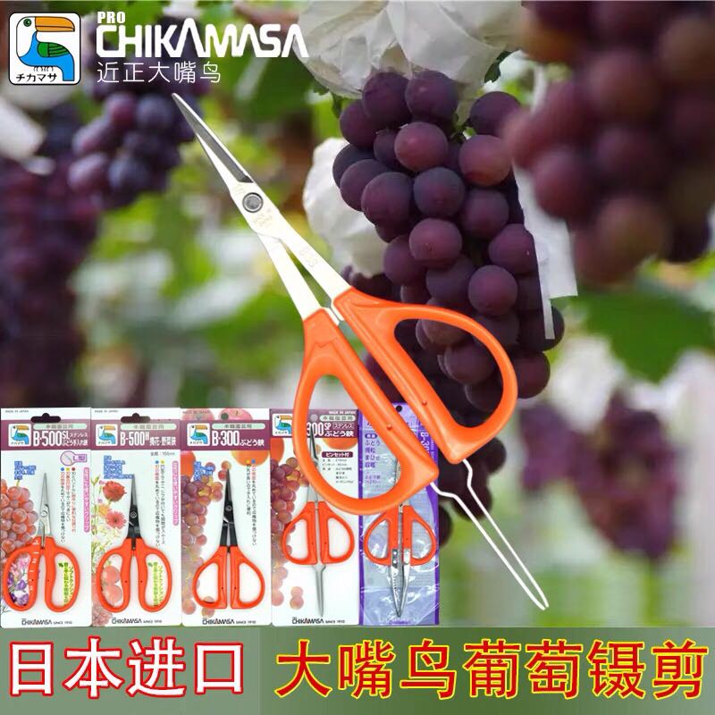 Near Yamaguchi chikamasa tweezers cut Japanese imported grapefruit cutting fruit cutting fruit cutting sunshine rosy scissors