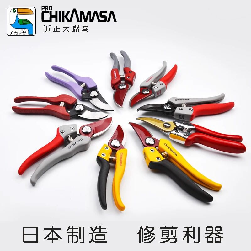Japan imported pruning scissors near positive toucan chikamasa flower branch fruit tree gardening potted pruning branches