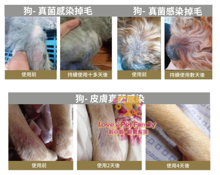 Bảo mật được cấp phép US Microcyn Mai Gaochen pet tiên nước chó chó mèo nấm eczema 50 + 10ML - Cat / Dog Medical Supplies Dụng cụ thú y giá sỉ