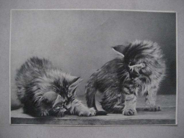 1950s Soviet original cat postcard 1 of 1