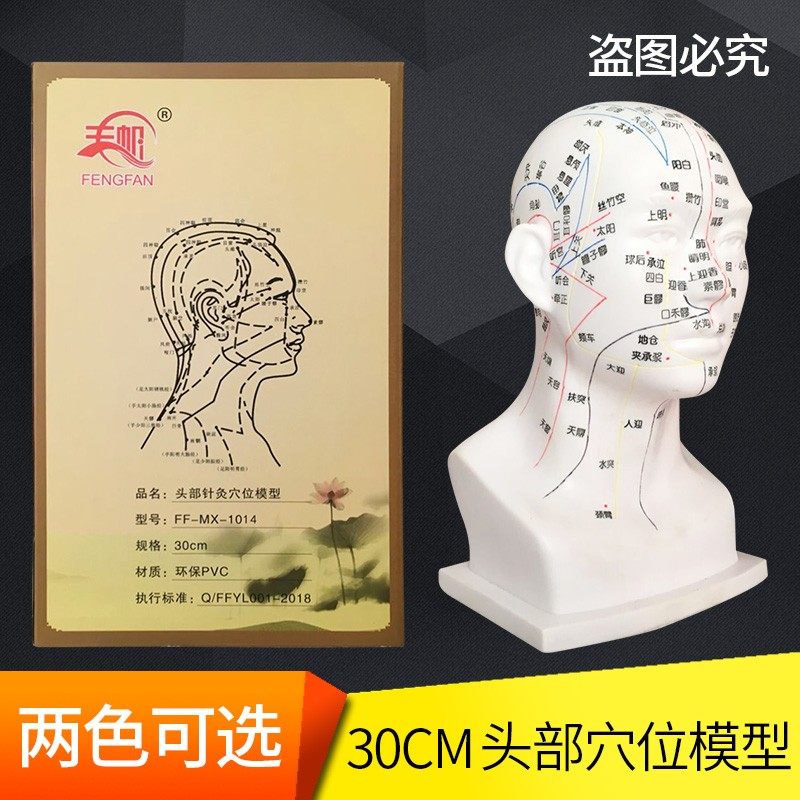 人体头部穴位模型中医教学经络图30厘米大号头模针灸腧穴按摩推拿