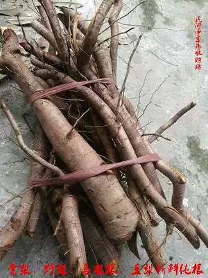 Wild Chinese herbal medicine Deer pear tangberry Wild pear bird pear root bean plow fresh pure root 10 kg for sale