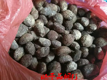 Wild Chinese herbal medicine tung seeds tung oil seed sundried tung seeds 500 gr a piece of sundried fruit