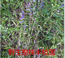 Wild Chinese herbal medicine Semi-Chinese herbal medicine Traditional Chinese herbal medicine New stock Semi-branch lotus 500g grams dry pint can be matched with 100 Olded Tongue Grass