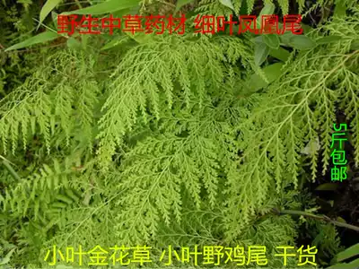 WILD Chinese HERBAL MEDICINE BLACK FERN, BLACK LEEK, LEAFLETS, GOLDEN FLOWERS, LEAFLETS, PHEASANT TAIL, FINE LEAVES, PHOENIX TAIL, DRIED PRODUCTS 500G