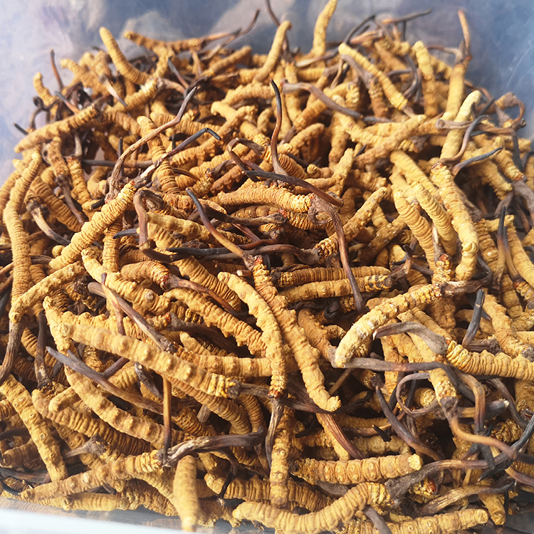 Fake one hundred and three grams 1 gram Tibet Naqu Cordyceps Cordyceps sinensis with specifications others 170 yuan grams