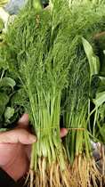 Yunnan fresh vegetable fennel with root cumin leaf seedling dumpling 500g Shanghai delivery