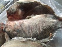 Freshwater fish tilapia to go to the belly open back semi-finished aquatic products single piece weighs 500-600 grams whole box